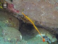 Orange Banded Pipefish